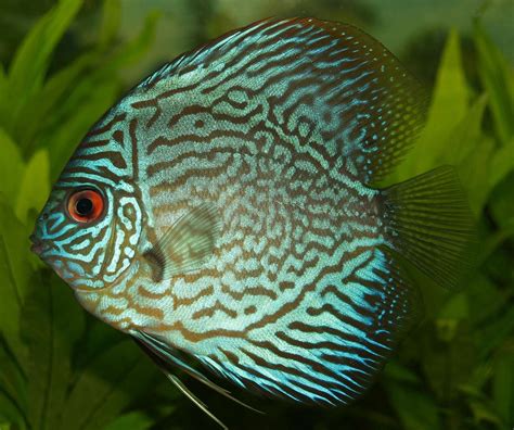 discus .